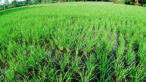 Vista-Tradicional-Del-Campo-De-Arroz-En-La-Lente-Ojo-De-Pez