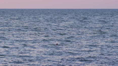 Mid-adult-male-swimming-in-calm-sea-at-sunset,-medium-shot-from-a-distance