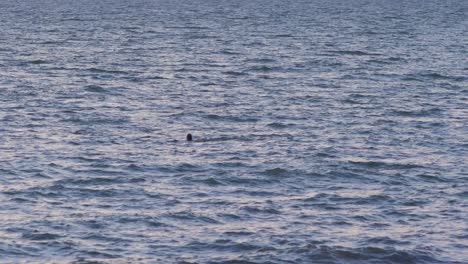 Mittlerer-Erwachsener,-Der-Bei-Sonnenuntergang-Im-Ruhigen-Meer-Schwimmt,-Mittlere-Aufnahme-Aus-Der-Ferne