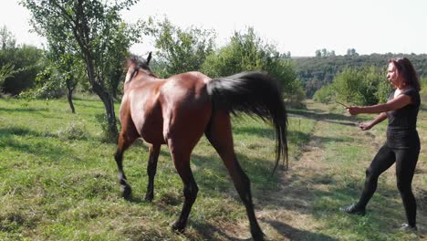 Una-Chica-Le-Está-Enseñando-A-Un-Caballo-Joven-A-Caminar-En-Círculo,-Tiro-De-Seguimiento-Medio---Bulgaria