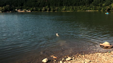 Un-Perro-Corriendo-En-El-Lago-Pancharevo,-Bulgaria,-Y-Nadando-Unos-Metros