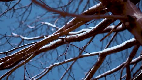 Tree-shot-taken-in-manali,India