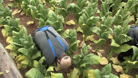 Trabajador-Cosechando-Plantas-De-Tabaco-En-Alemania