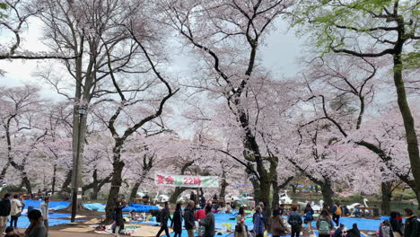 Gente-Disfrutando-De-Un-Día-De-Picnic-Con-Flores-De-Cerezo-En-El-Parque-Inokashira