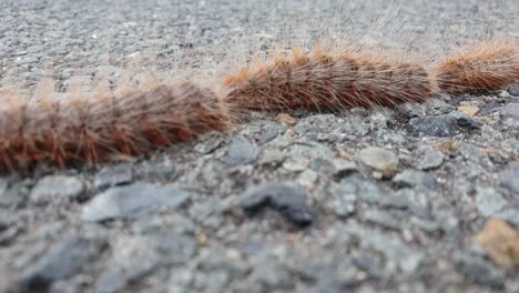 Haarige-Raupen,-Die-In-Einer-Einzigen-Linie-Aufeinander-Folgen