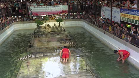 Cuidador-Del-Zoológico-Deslizándose-Sobre-El-Pavimento-Húmedo-Hacia-La-Boca-De-Un-Cocodrilo-Peligroso-Con-Muchos-Turistas-Viendo-El-Espectáculo-En-La-Granja-Y-Zoológico-De-Cocodrilos-De-Samut-Prakan,-Tailandia