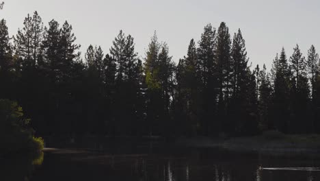 Lake-in-the-evening-with-insects-flying-around-the-surface-and-ducks-swimming-by-as-the-camera-slowly-pans-left