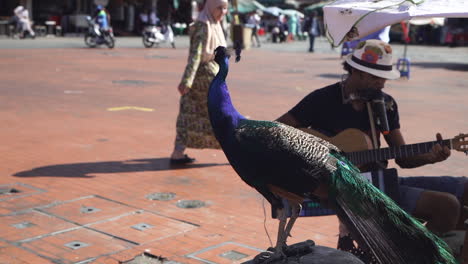 Pavo-Real-Junto-A-Un-Cantante-Callejero-Durante-Un-Día-Soleado-En-La-Ciudad-De-Marrakech,-Marruecos