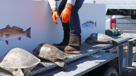 Hombre-Colocando-Tortugas-Marinas-Lora-Rescatadas-De-Kemp-En-Un-Tanque-Portátil-Después-De-Ser-Aturdido-Por-El-Frío-Por-La-Tormenta-De-Invierno-En-Las-Aguas-Alrededor-De-Corpus-Christi-Tx