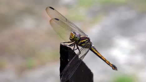 Eine-Libelle,-Die-Auf-Einem-Eisenzaun-Thront