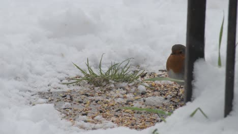 Eine-Nahaufnahme-Eines-Rotkehlchens,-Das-In-Einem-Verschneiten-Garten-Nach-Nahrung-Sucht