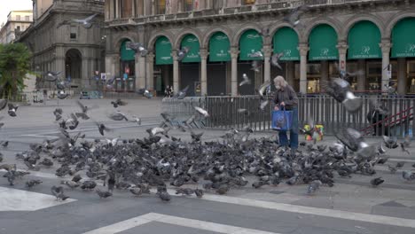 Anciano-Alimentando-Palomas-En-Una-Plaza-En-Europa,-Italia,-Milán