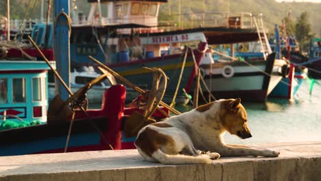 Perro-Callejero-Descansando-Y-Despertándose-En-La-Pared-Del-Puerto-Pesquero-En-Vinh-Hy,-Vietnam