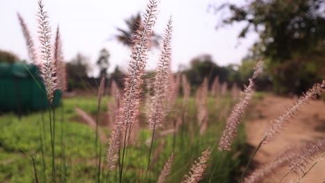 field-of-grass-during-sunset