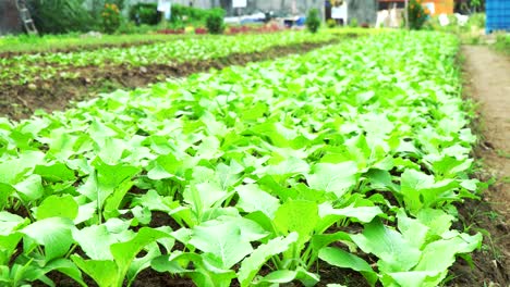 Choy-Sum-De-Vegetales-Orgánicos-En-Una-Granja-Orgánica