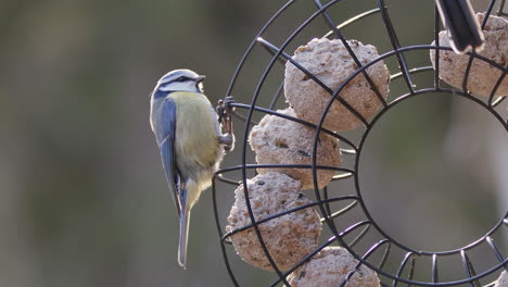 Pájaro-Tit-Azul-Euroasiático-Aterrizando-En-El-Comedero-De-Pájaros-Con-Bolas-Gordas,-Cámara-Lenta