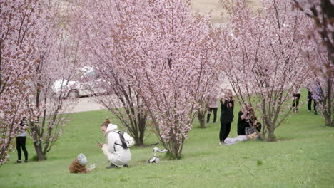 Junge-Mutter-Fotografiert-Ihr-Kind-Mit-Blumen-Im-Sakura-Park-In-Vilnius