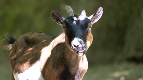 Portrait-shot-of-chewing-wild-Goat-looking-at-camera-during-sunny-day-outdoors