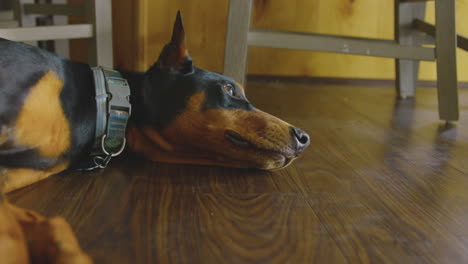 El-Joven-Perro-Doberman-O-Doberman-Pinscher-Yace-Pacíficamente-En-El-Suelo-De-Madera