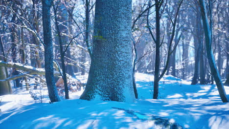 Paisaje-Invernal-En-Un-Bosque-De-Pinos-El-Sol-Brilla-A-Través-De-Los-árboles