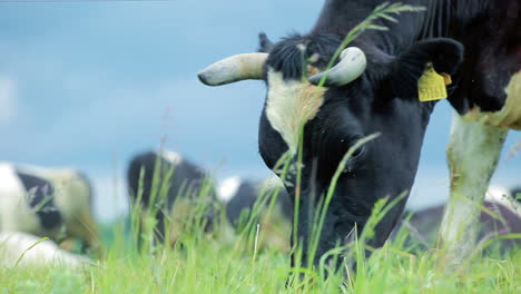 Vaca-De-Ganado-Pastando-En-El-Campo.-Pastoreo-De-Ganado-Lechero.-Industria-Agrícola