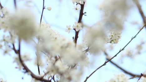 Frühlingsblumen-Auf-Baum-Auf-Himmelshintergrund.-Weiße-Blüten-Auf-Kirschzweigen