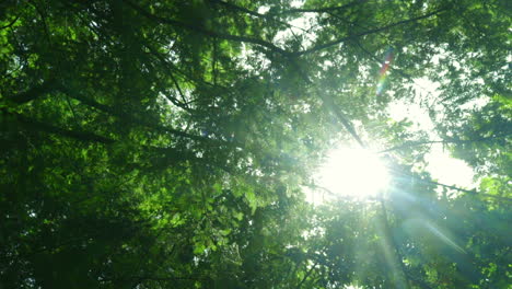 Blick-Von-Unten-Auf-Den-Grünen-Baum.-Grüne-Bäume-Mit-Blättern-Und-Sonnenlicht