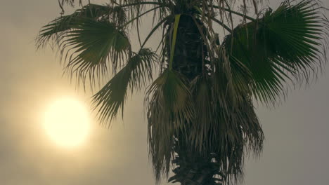 Zeitraffer-Des-Sonnenuntergangs-Mit-Tropischer-Palmensilhouette.