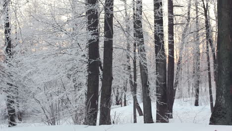 Winterwald-Und-Sonne.-Verschneite-Szene-Im-Wald-Mit-Sonne,-Die-Durch-Bäume-Scheint