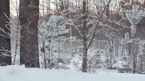 Winter-scene.-Panning-on-winter-forest.-Winter-forest-landscape