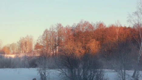 Winterlandschaft.-Goldfarbene-Bäume-Im-Winterwald,-Bedeckt-Mit-Schnee