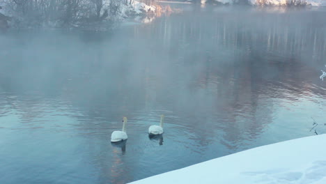 White-swans-swimming-on-river.-Misty-river.-White-swans-on-water