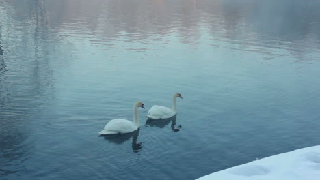 Couple-of-white-swans-swimming-on-water.-Fog-over-cold-river