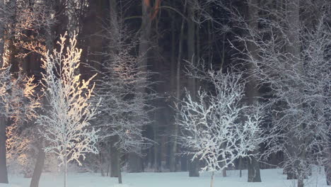 Morning-in-winter-forest.-Sunrise-in-winter-forest.-Trees-covered-with-snow