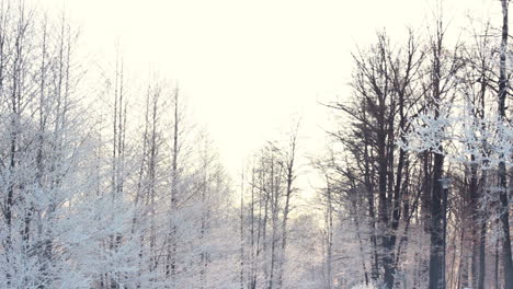 Winterhintergrund.-Schneebedeckte-Bäume-Im-Winterwald
