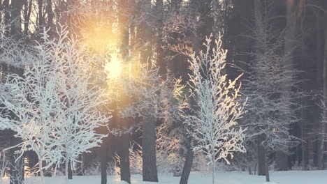 Sonnenuntergang-Im-Winterwald.-Sonnenstrahlen-Scheinen-Durch-Winterbäume.-Wintersonnenuntergang