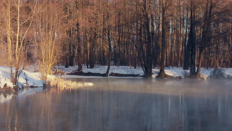 Forest-lake-in-winter.-White-swans-in-sunlight.-Misty-morning-in-winter