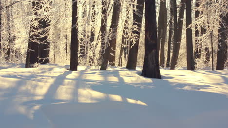 Winter-landscape.-Winter-forest-in-sunlight.-Winter-river-in-park.-Winter-nature