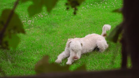 Weißer-Hund-Liegt-Auf-Grünem-Gras.-Kamera-Spioniert-Weißen-Pudel-Aus,-Der-Auf-Gras-Liegt
