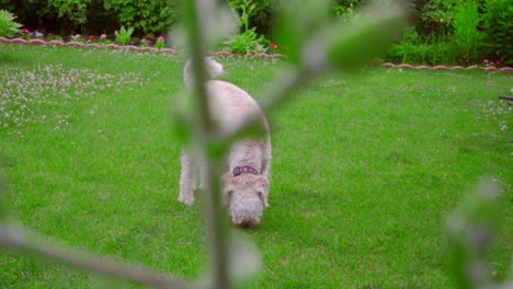 Weißer-Labradoodle-Schnüffelt.-Hund-Schnüffelt-Grünes-Gras.-Hund-Schaut-Nach-Unten