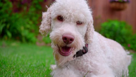 White-dog-looking-at-camera.-Close-up-of-dog-face-on-green-grass