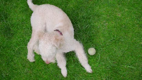 Pudelhund-Liegt-Auf-Grünem-Gras.-Steady-Cam-Aufnahme-Eines-Weißen-Hundes,-Der-Sich-Im-Gras-Entspannt
