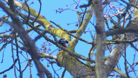 El-Pájaro-Vuela-Lejos-Del-árbol.-Gran-Pájaro-Carpintero-Manchado-En-La-Rama-De-Un-árbol