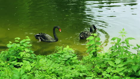 Black-swans-swim-in-zoo-pond-with-green-water.-Swans-with-red-peaks