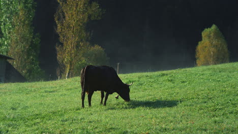 Black-cow-eating-at-mountain-meadow.-Cow-standing-at-hillside-in-summer.