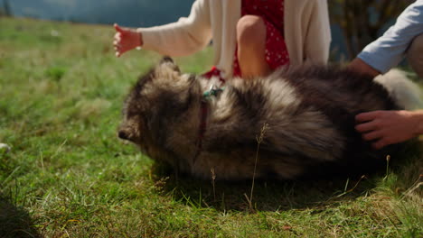 Dog-enjoying-people-caress-lying-green-grass-close-up.-Family-petting-husky.