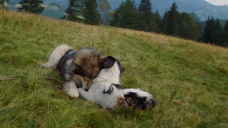 Two-dogs-playing-lying-green-mountains-slope-close-up.-Animals-biting-each-other