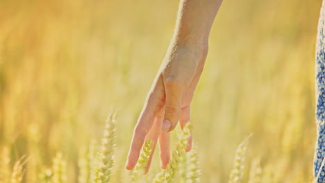 Woman-hand-touching-wheat-ears-in-field.-Woman-agronomist-touching-wheat-stalk