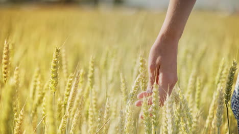 Woman-wheat-field.-Woman-hand-touching-barley-ears.-Female-farmer