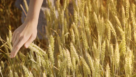 Woman-farmer-touching-wheat-ears-in-field-at-summer.-Agriculture-concept